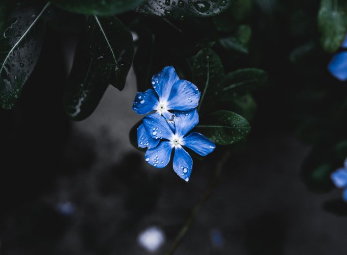 Wallpaper Blue Flower, Forget Me Not, 4K, 5K, Nature 8393913256